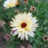 Goudsbloem calendula mengeling