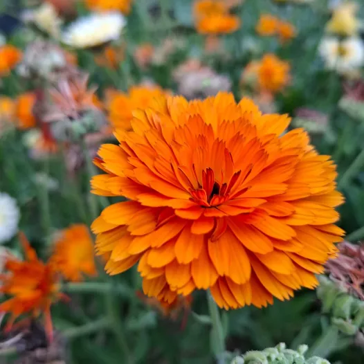 Goudsbloem calendula mengeling