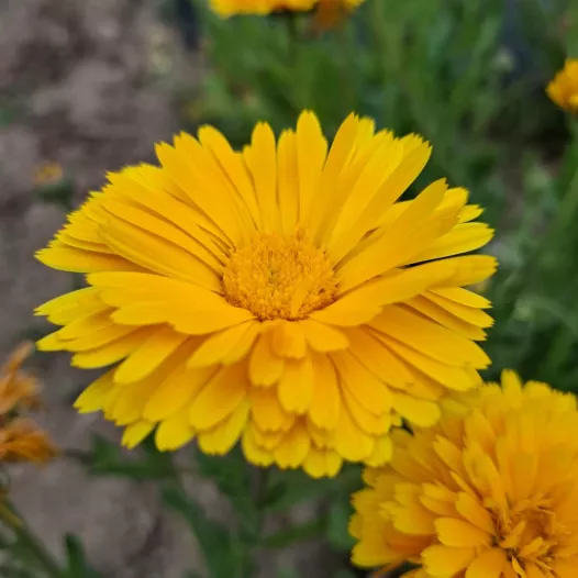 Soucis des jardins en mélange
