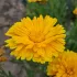 Goudsbloem calendula mengeling