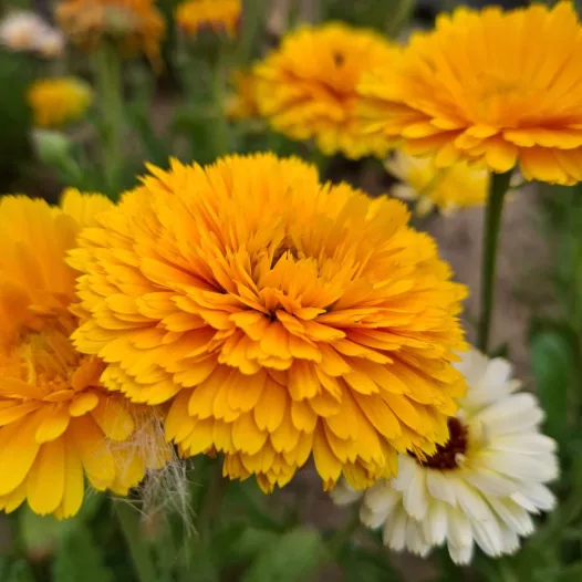 Soucis des jardins en mélange