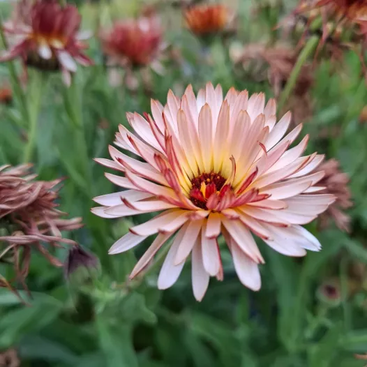 Goudsbloem calendula mengeling