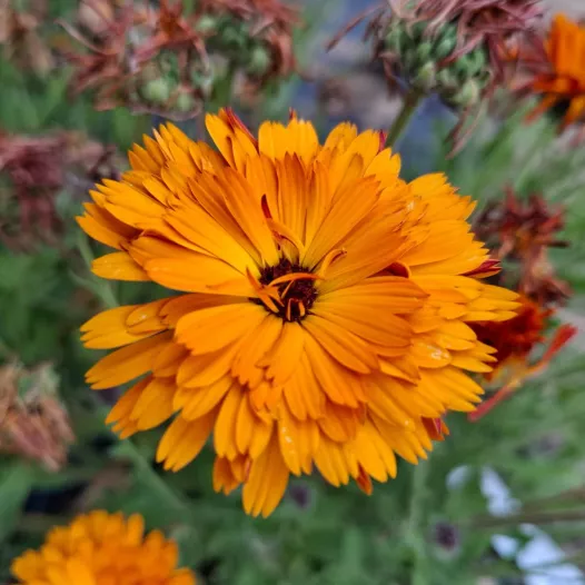 Goudsbloem calendula mengeling