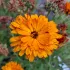 Goudsbloem calendula mengeling