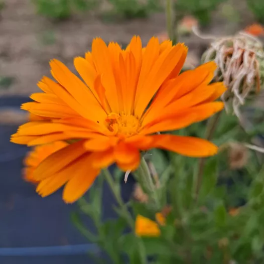 Soucis des jardins en mélange