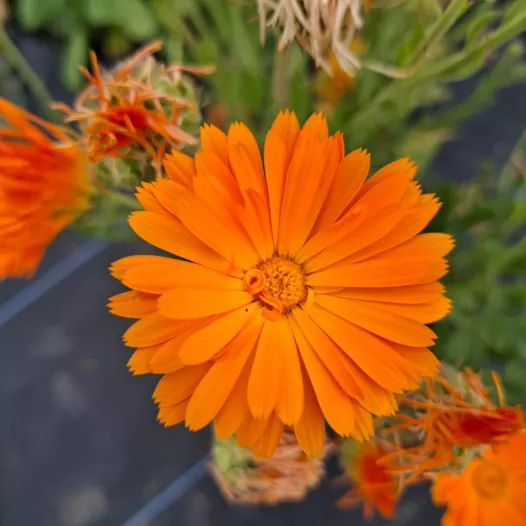 Goudsbloem calendula mengeling