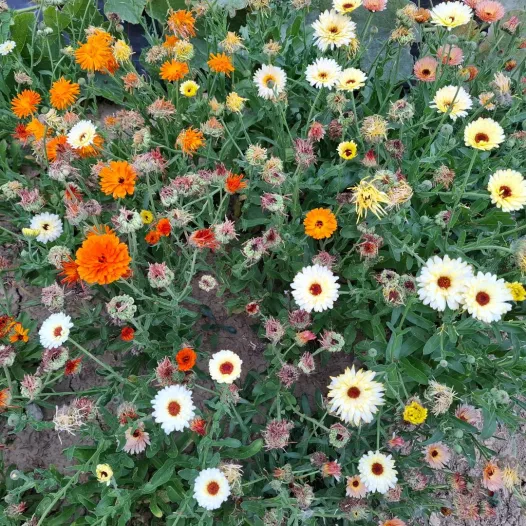 Soucis des jardins en mélange