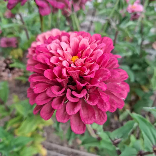 Zinnia Super yoga rose