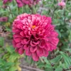 Zinnia Super yoga rose
