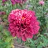 Zinnia Super yoga rose