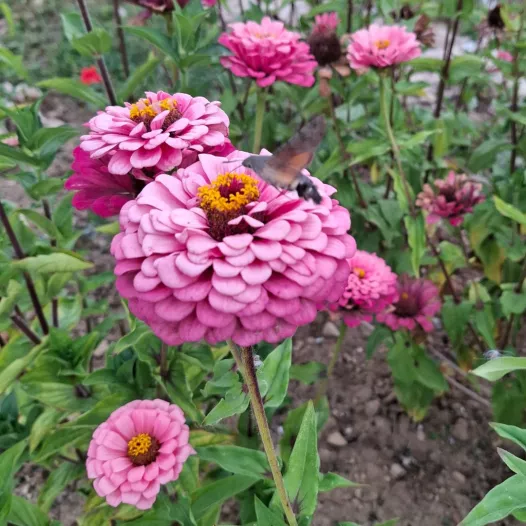Zinnia Super yoga rose