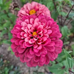 Zinnia Super yoga rose
