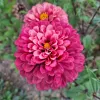 Zinnia Super yoga rose