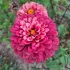 Zinnia Super yoga rose