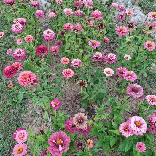 Zinnia Super yoga rose