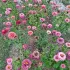Zinnia Super yoga rose