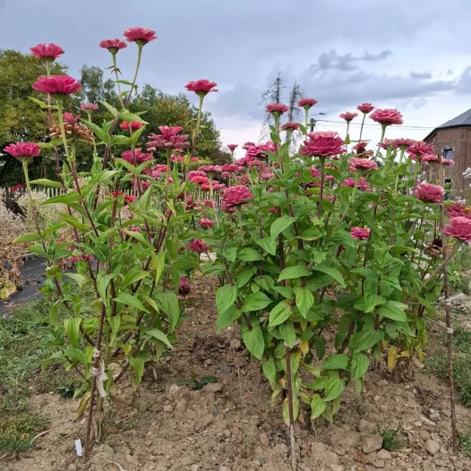 Zinnia Super yoga rose