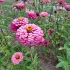 Zinnia Super yoga rose