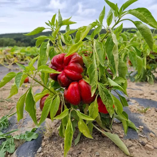 Poivron d'extérieur rond de Hongrie