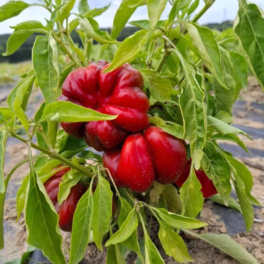 Poivron d'extérieur rond de Hongrie