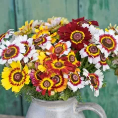 Driekleurige chrysant