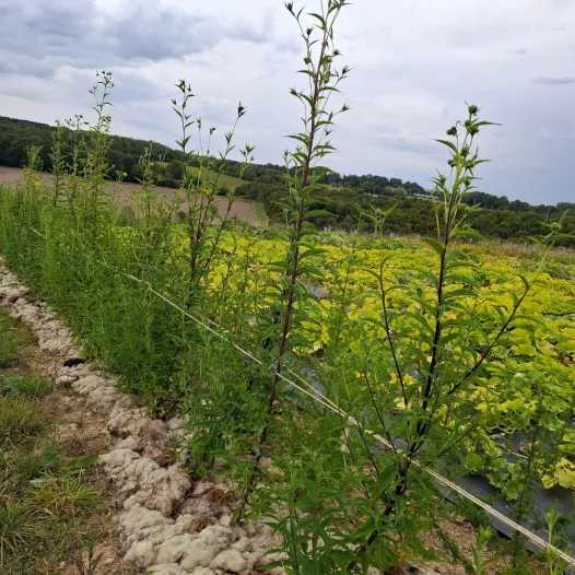 Meerjarige zonnebloem