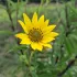 Tournesol vivace