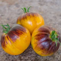 Tomate Alice's dream