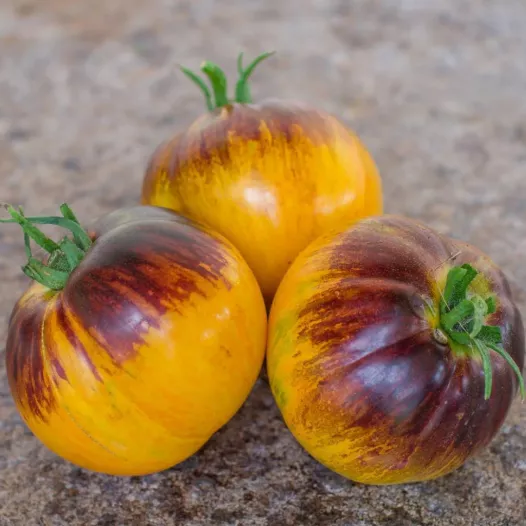 Tomate Alice's dream