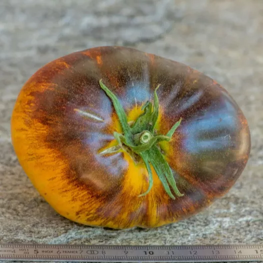 Tomate Alice's dream