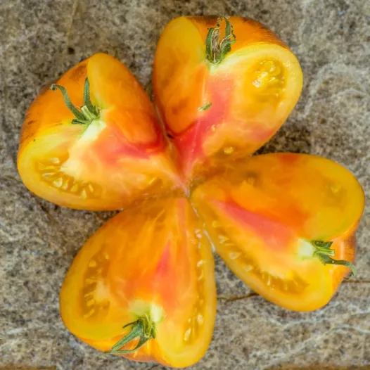 Tomate Alice's dream