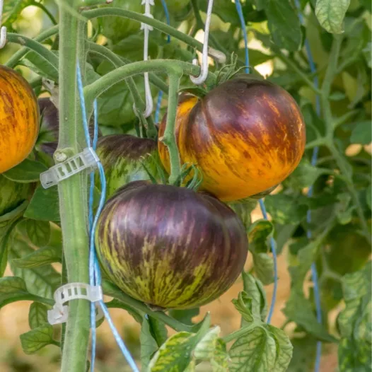 Tomate Alice's dream