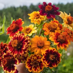 Zinnia mexicain en mélange