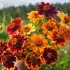 Zinnia mexicain en mélange