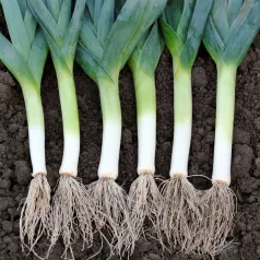 Poireau d'été fantassin (géant de Suisse)