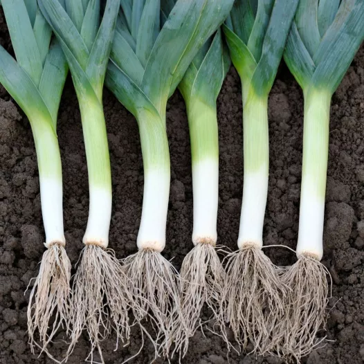 Poireau d'été fantassin (géant de Suisse)