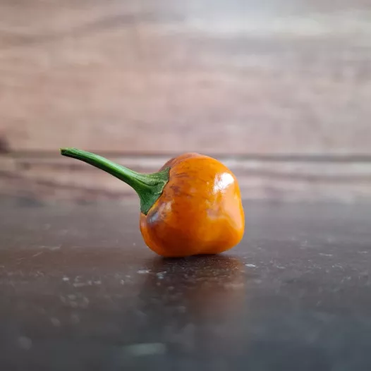 Piment Golden Nugget