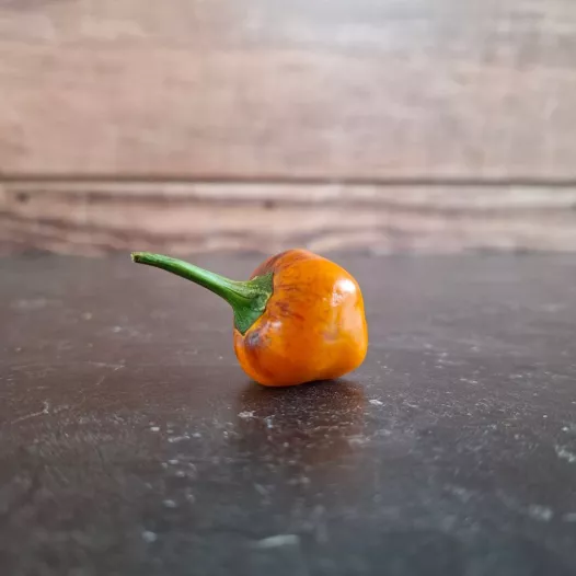 Piment Golden Nugget