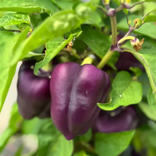 Poivron mauve Oda