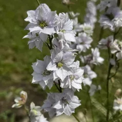 Delphinium Fancy smokey eyes