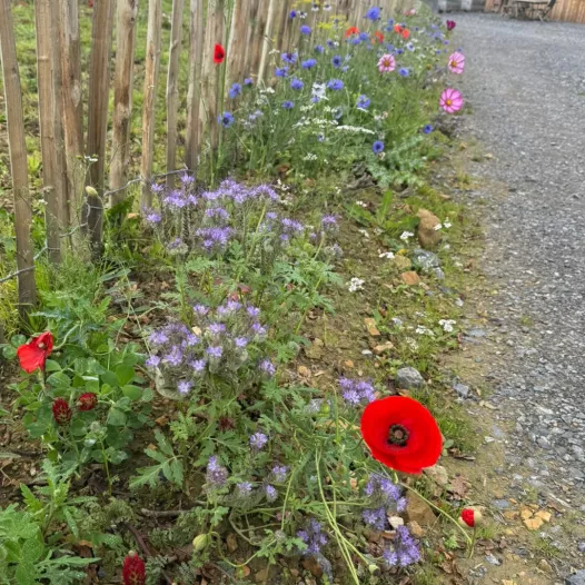 Ma prairie de fleurs mellifères