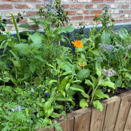 Mijn schaduw honingdragende bloementuin