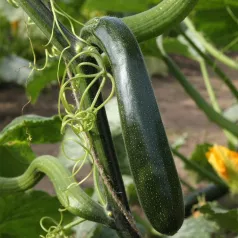 Courgette grimpante Ola Escaladora