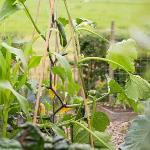 Courgette grimpante Ola Escaladora