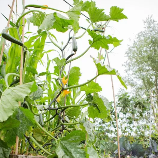 Courgette grimpante Ola Escaladora