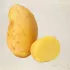 Pomme de terre Nicola bio - Plants - Semailles
