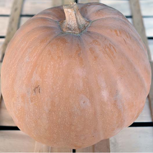 courge musquée Carat