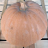 courge musquée Carat