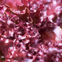 Laitue à couper merlot