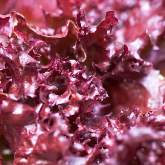 Laitue à couper merlot